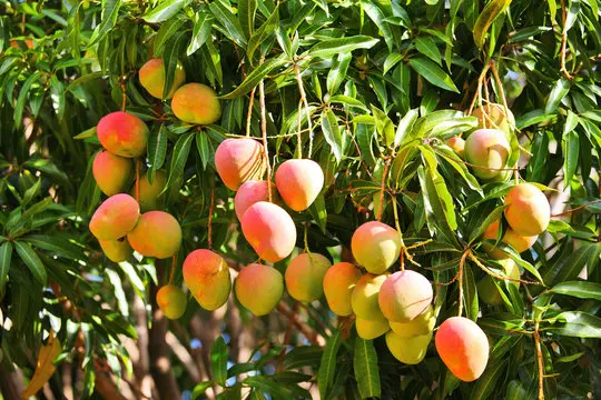 Ripe Alphonso mangoes on tree
